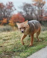 adult black_nose culpeo_fox day eyes_open facing_towards full_body grass lycalopex mouth_closed orange_eyes outdoors red_fur single standing tan_fur urban walking wild // 3008x3760 // 2.4MB