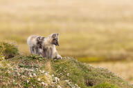 arctic_fox black_fur black_nose black_tail_tip color day eyes_open facing_side full_body grass image mouth_closed multiple orange_eyes photo sitting standing staring summer_coat sunny vulpes white_fur white_tail_tip wild young // 5643x3764 // 12MB