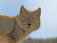 black_nose color day eyes_open facing_towards image mouth_open orange_eyes outdoors partial_body photo portrait single standing sunny tan_fur teeth tibetan_fox vulpes wild young // 2048x1556 // 732KB