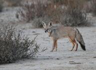 adult bengal_fox black_nose black_tail_tip color day desert eyes_open facing_towards image mouth_closed outdoors photo single standing summer_coat tan_fur vulpes wild // 1024x749 // 560KB