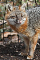 adult day eyes_open facing_side facing_towards forest gray_fox gray_fur image mouth_closed orange_eyes partial_body pink_nose red_fur single standing sunny urban urocyon white_fur wild winter_coat // 2798x4197 // 7.9MB