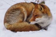 adult curled day eyes_open image photo red_fox single vulpes // 4096x2731 // 1.6MB