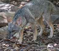 adult black_nose black_tail_tip color day eyes_open facing_down forest full_body gray_fur image lycalopex mouth_closed orange_eyes outdoors photo sechuran_fox single standing sunny white_fur wild // 1440x1246 // 605KB