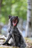 adult arctic_fox day eyes_closed image mouth_open photo single vulpes yawning // 683x1024 // 135KB