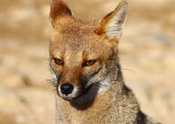 adult black_nose black_tail_tip day eyes_open facing_towards grass gray_fur lycalopex mouth_closed orange_eyes pampas_fox partial_body portrait red_fur single staring summer_coat sunny wild // 3276x2326 // 2.4MB