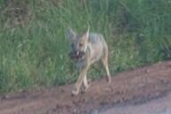 adult black_nose black_tail_tip color day eyes_open facing_towards full_body grass gray_fur holding_something image lycalopex mouth_open orange_eyes pampas_fox photo prey red_fur running single standing summer_coat sunny wild // 4096x2731 // 391KB