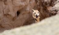 adult black_nose color day eyes_open facing_towards image mountains mouth_open orange_eyes partial_body photo single sunny tan_fur tibetan_fox vulpes wild // 2000x1200 // 374KB