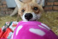 adult black_nose close_up day eyes_open facing_towards image indoors mouth_closed orange_eyes partial_body pet playing red_fox red_fur single standing summer_coat vulpes white_tail_tip // 1280x853 // 101KB