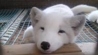 adult arctic_fox black_nose captivity close_up day eyes_open facing_towards image photo single vulpes // 949x534 // 76KB