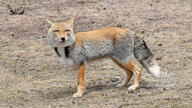 adult black_nose color eyes_open facing_towards full_body funny grass gray_fur image mouth_closed orange_eyes photo single standing staring sunny tan_fur tibetan_fox twilight vulpes white_fur white_tail_tip wild winter_coat // 1000x563 // 344KB