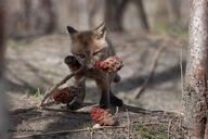 black_nose day eating eyes_open facing_towards forest full_body image mouth_closed orange_eyes outdoors red_fox red_fur single standing summer_coat vulpes white_fur wild young // 2047x1365 // 515KB