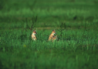 black_nose black_tail_tip color day eyes_open facing_side far_away full_body grass gray_fur image mouth_closed multiple on_stomach orange_eyes photo sitting staring summer_coat sunny swift_fox tan_fur vulpes white_fur wild young // 2100x1500 // 5.3MB