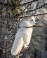 adult arctic_fox black_nose climbing day eyes_open facing_side full_body image mouth_closed orange_eyes outdoors single sunny vulpes white_fur white_tail_tip wild winter_coat // 819x1024 // 270KB