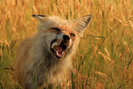 adult black_nose color eating eyes_open facing_towards grass image mouth_open muzzle_mark orange_eyes outdoors partial_body photo red_fox red_fur single standing twilight vulpes white_fur wild // 3888x2592 // 1.2MB