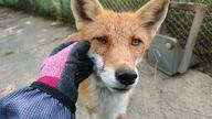 adult black_nose captivity close_up day eyes_open image mouth_closed no_muzzle_mark orange_eyes partial_body portrait red_fox red_fur single standing vulpes white_fur white_tail_tip zoo // 2369x1332 // 751KB