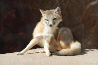 adult corsac_fox day eyes_open image photo scratching single vulpes // 1023x685 // 126KB