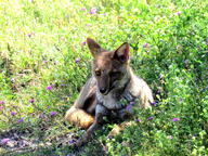 adult black_nose black_tail_tip day eyes_open facing_towards full_body grass gray_fur lycalopex mouth_closed on_side on_stomach orange_eyes pampas_fox red_fur single staring summer_coat sunny wild // 2816x2112 // 2.0MB