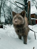 adult blue_eyes brown_fur brown_nose cloudy color day eyes_open facing_towards full_body image mouth_closed pet photo playing red_fox single snow standing staring urban vulpes winter_coat // 1620x2160 // 1.4MB