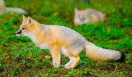 adult black_nose black_tail_tip captivity color day eyes_open facing_side full_body grass gray_fur image mouth_closed orange_eyes photo single squatting staring swift_fox tan_fur vulpes white_fur winter_coat zoo // 6650x3871 // 3.2MB