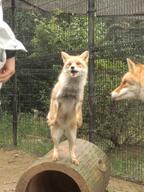 adult black_nose captivity day eyes_open facing_towards full_body image mouth_open multiple muzzle_mark orange_eyes red_fox red_fur single standing_biped summer_coat vulpes white_fur white_tail_tip zoo // 2400x3200 // 1.6MB