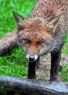 adult black_nose cloudy day eyes_open facing_towards grass image mouth_closed muzzle_mark orange_eyes partial_body red_fox red_fur single standing staring summer_coat vulpes wet_fur white_fur white_tail_tip wild // 2632x3696 // 2.8MB