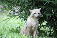 adult black_nose black_tail_tip color day eyes_open facing_towards full_body grass gray_fur image lycalopex mouth_closed orange_eyes pampas_fox photo red_fur single sitting staring summer_coat sunny teeth wild // 2304x1536 // 4.1MB