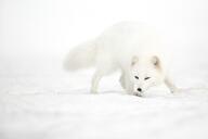 adult arctic_fox black_nose day eyes_open facing_towards full_body mouth_closed orange_eyes outdoors single snow standing sunny vulpes white_fur white_tail_tip wild winter_coat // 4000x2667 // 1.3MB