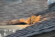 adult black_nose black_tail_tip eyes_open facing_towards full_body gray_fox gray_fur image mouth_closed on_side orange_eyes outdoors red_fur single sleeping summer_coat twilight urban urocyon white_fur wild // 2047x1365 // 566KB