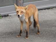 adult black_nose black_tail_tip captivity cloudy color day eyes_open facing_towards full_body image mouth_open muzzle_mark orange_eyes photo red_fox red_fur single standing still summer_coat teeth urban vulpes white_fur zoo // 2048x1535 // 853KB