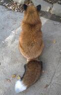 adult black_nose captivity color day facing_away full_body image outdoors photo red_fox red_fur single sitting vulpes white_tail_tip zoo // 616x959 // 125KB