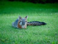 adult black_nose black_tail_tip day eyes_closed facing_towards full_body grass gray_fox gray_fur image mouth_closed on_stomach outdoors red_fur single sleeping summer_coat urocyon white_fur wild // 2800x2100 // 650KB