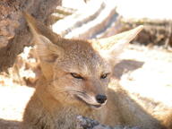 adult black_nose color day desert eyes_open facing_towards image lycalopex mouth_closed on_stomach orange_eyes outdoors partial_body photo single south_american_gray_fox summer_coat sunny tan_fur wild // 3648x2736 // 1.5MB