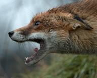 adult black_nose cloudy day ear eyes_open facing_side grass image large_muzzle_mark mouth_open orange_eyes partial_body red_fox red_fur screaming single teeth tongue vulpes wet_fur white_fur wild // 1024x819 // 159KB