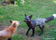 adult black_fur black_nose captivity day eyes_open facing_away facing_towards full_body grass image large_muzzle_mark mouth_open multiple orange_eyes outdoors red_fox red_fur screaming standing sunny tail_raised vulpes white_fur white_tail_tip // 5086x3633 // 21MB