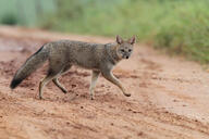 adult black_nose black_tail_tip color day eyes_open facing_towards full_body gray_fur hoary_fox image lycalopex mouth_closed orange_eyes outdoors photo single tan_fur walking wild // 5120x3413 // 1.8MB