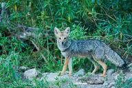 adult black_nose black_tail_tip color day eyes_open facing_towards forest full_body grass gray_fur image lycalopex mouth_closed orange_eyes pampas_fox photo red_fur single standing staring summer_coat sunny wild // 2000x1334 // 543KB