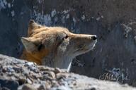 adult black_nose close_up color day eyes_open facing_side gray_fur image mountains mouth_closed orange_eyes partial_body photo portrait single standing staring sunny tan_fur tibetan_fox vulpes white_fur wild winter_coat // 1023x682 // 125KB