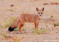 adult bengal_fox black_nose black_tail_tip color day desert eyes_open facing_towards image mouth_closed outdoors photo single standing summer_coat tan_fur vulpes wild // 2076x1502 // 2.0MB