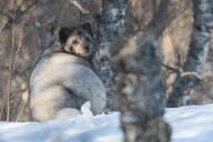 adult arctic_fox black_nose color day eyes_open fat full_body image mouth_closed orange_eyes outdoors photo single sitting snow vulpes white_fur wild // 3420x2280 // 530KB