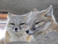 adult black_nose captivity color day eyes_open facing_side facing_towards gray_fur image mouth_closed multiple orange_eyes partial_body photo portrait staring sunny swift_fox tan_fur vulpes white_fur winter_coat zoo // 3648x2736 // 3.5MB