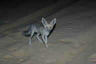 adult black_nose color desert eyes_closed facing_towards full_body image mouth_closed night orange_eyes photo ruppell's_fox single standing summer_coat tan_fur vulpes walking white_tail_tip wild // 3872x2592 // 3.1MB