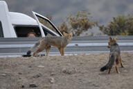 adult black_nose black_tail_tip color day desert eyes_open facing_away full_body gray_fur image lycalopex mouth_closed multiple orange_eyes pampas_fox photo red_fur standing staring summer_coat sunny urban wild // 2048x1365 // 355KB