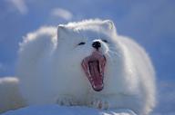 adult arctic_fox day eyes_closed image mouth_open photo single vulpes yawning // 5315x3543 // 796KB