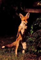 adult black_nose eyes_open full_body image mouth_closed muzzle_mark night orange_eyes outdoors red_fox red_fur single standing_biped vulpes water white_fur white_tail_tip wild // 442x640 // 75KB