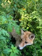 adult black_nose color day eyes_open facing_side forest full_body grass image mouth_open no_muzzle_mark orange_eyes panting pet photo red_fox red_fur single standing staring summer_coat sunny teeth tongue vulpes white_fur // 960x1280 // 239KB