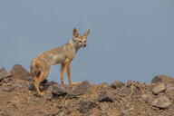 adult bengal_fox black_nose color day desert eyes_open facing_side image mouth_closed outdoors photo single standing summer_coat tan_fur teeth vulpes wild // 1200x800 // 746KB