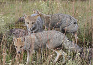 adult black_nose black_tail_tip day eyes_open facing_side facing_towards full_body grass gray_fur lycalopex mouth_closed multiple orange_eyes pampas_fox red_fur standing summer_coat sunny walking wild // 3068x2148 // 1.9MB