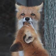 adult black_nose captivity color day eyes_open facing_away facing_towards image indoors mouth_open multiple muzzle_mark orange_eyes partial_body photo red_fox red_fur sitting vulpes white_fur white_tail_tip zoo // 1280x1280 // 181KB