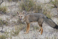 adult black_nose black_tail_tip day desert eyes_open facing_towards full_body gray_fur lycalopex mouth_open orange_eyes pampas_fox panting red_fur single standing staring summer_coat sunny teeth tongue wild // 600x400 // 298KB