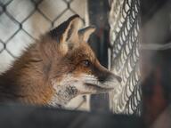 adult black_nose captivity color eyes_open facing_side image mouth_closed muzzle_mark night orange_eyes partial_body photo red_fox red_fur single staring summer_coat sunny vulpes white_fur white_tail_tip zoo // 2574x1931 // 5.3MB